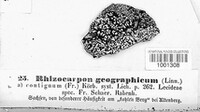 Rhizocarpon geographicum image